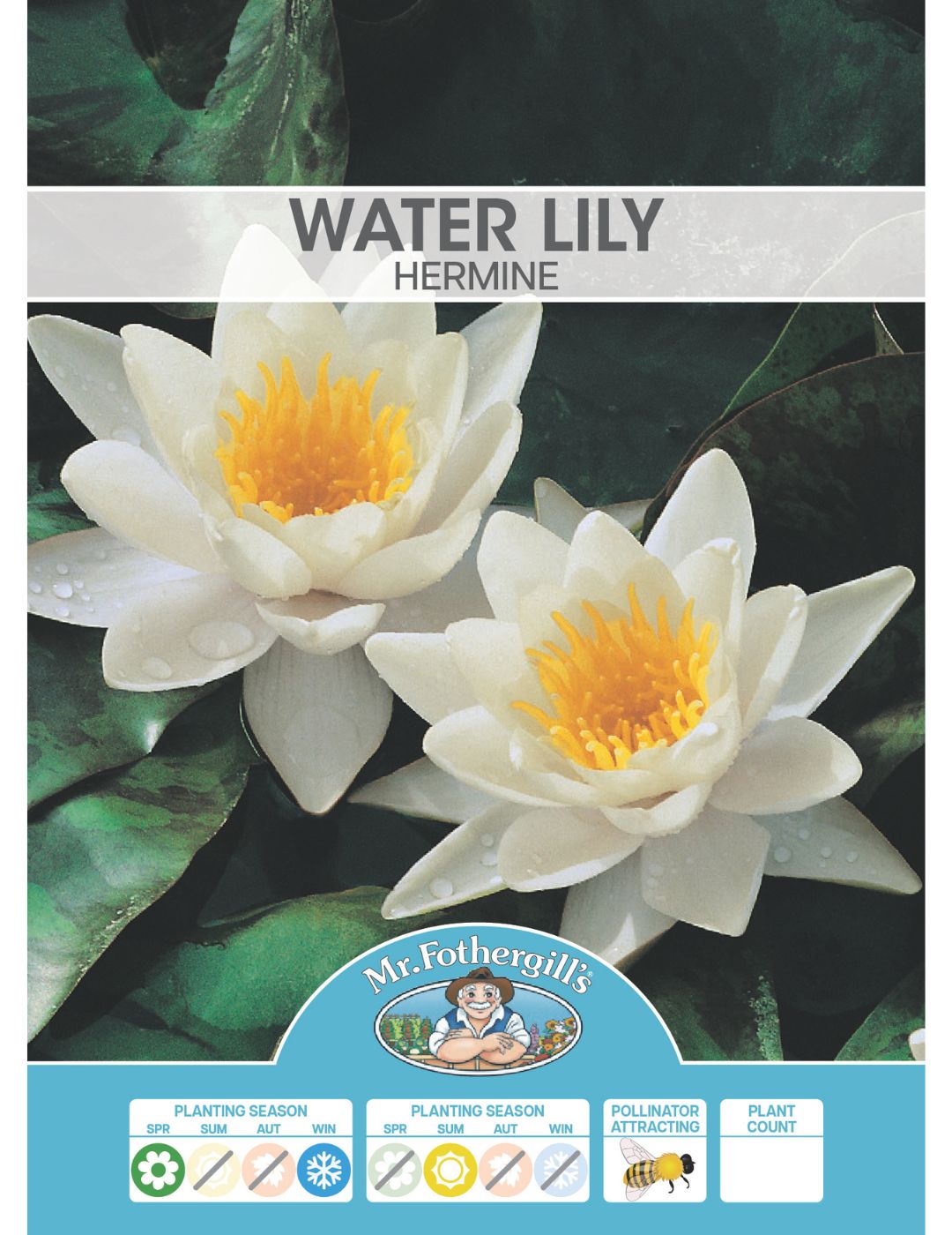Water Lily Hermine Bulb (Season: Aug-Sep)