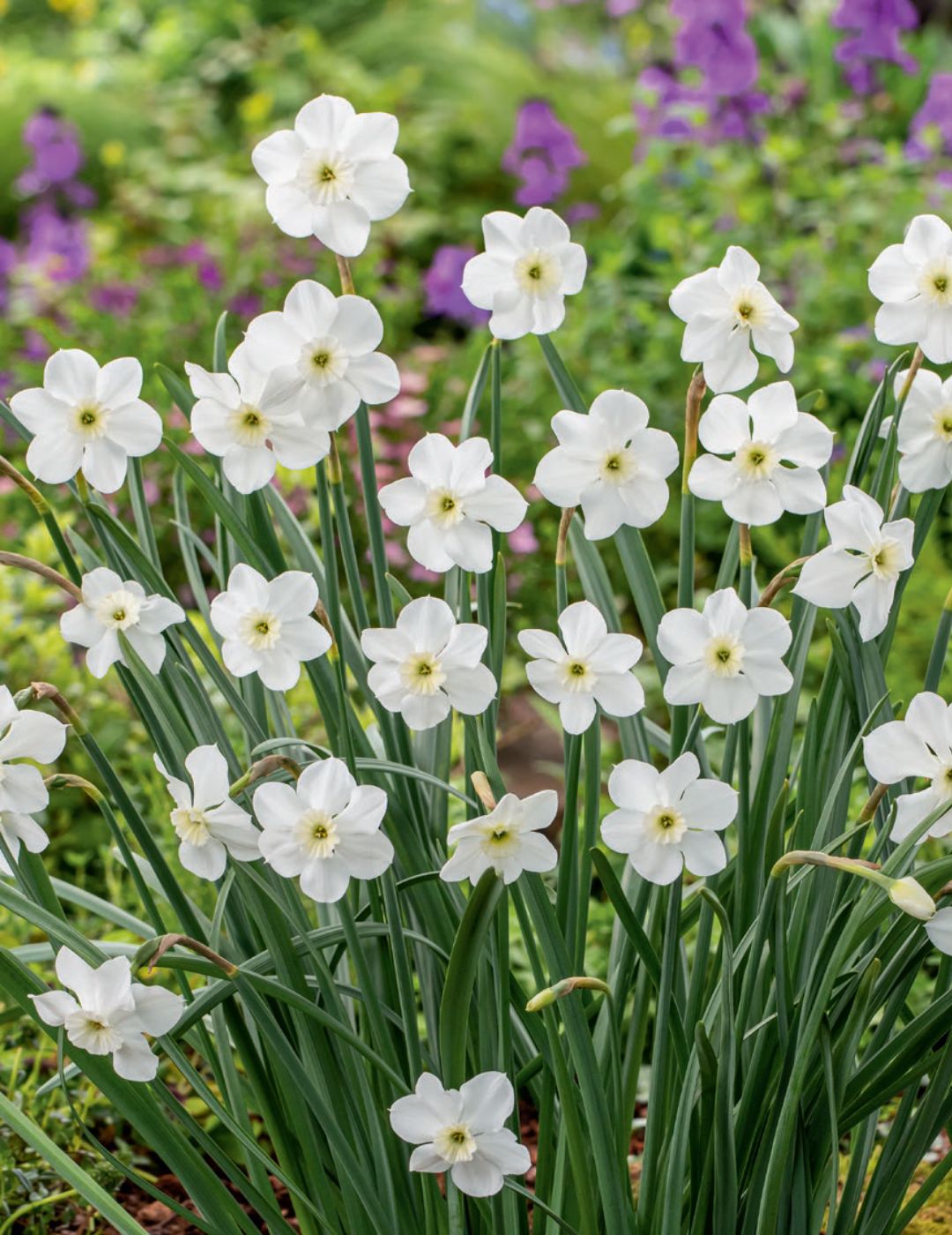 Jonquil Pollys Pearl Bulbs