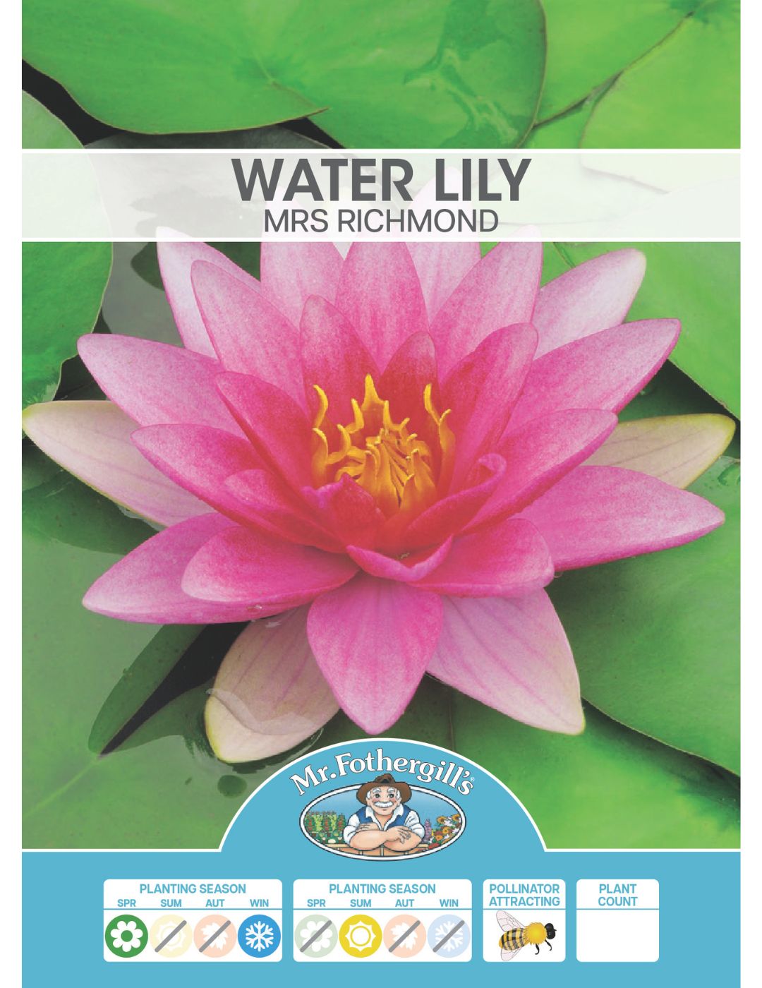 Water Lily Mrs Richmond (season: Aug-Sep)