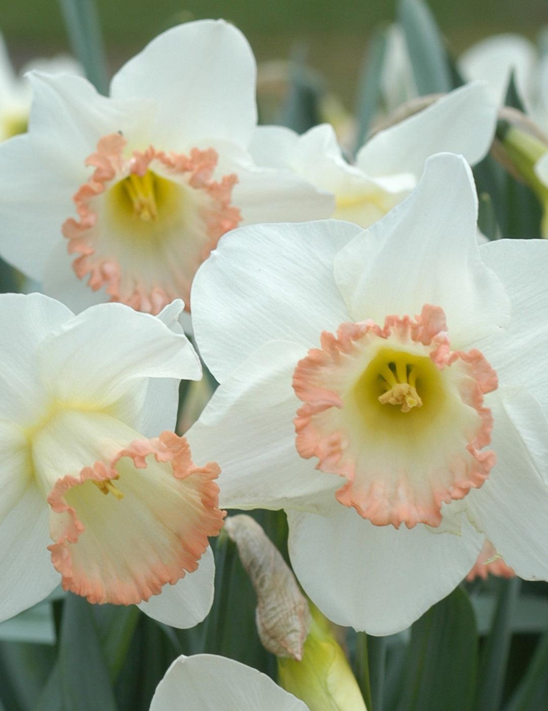 Daffodil Shirley Ann Bulbs
