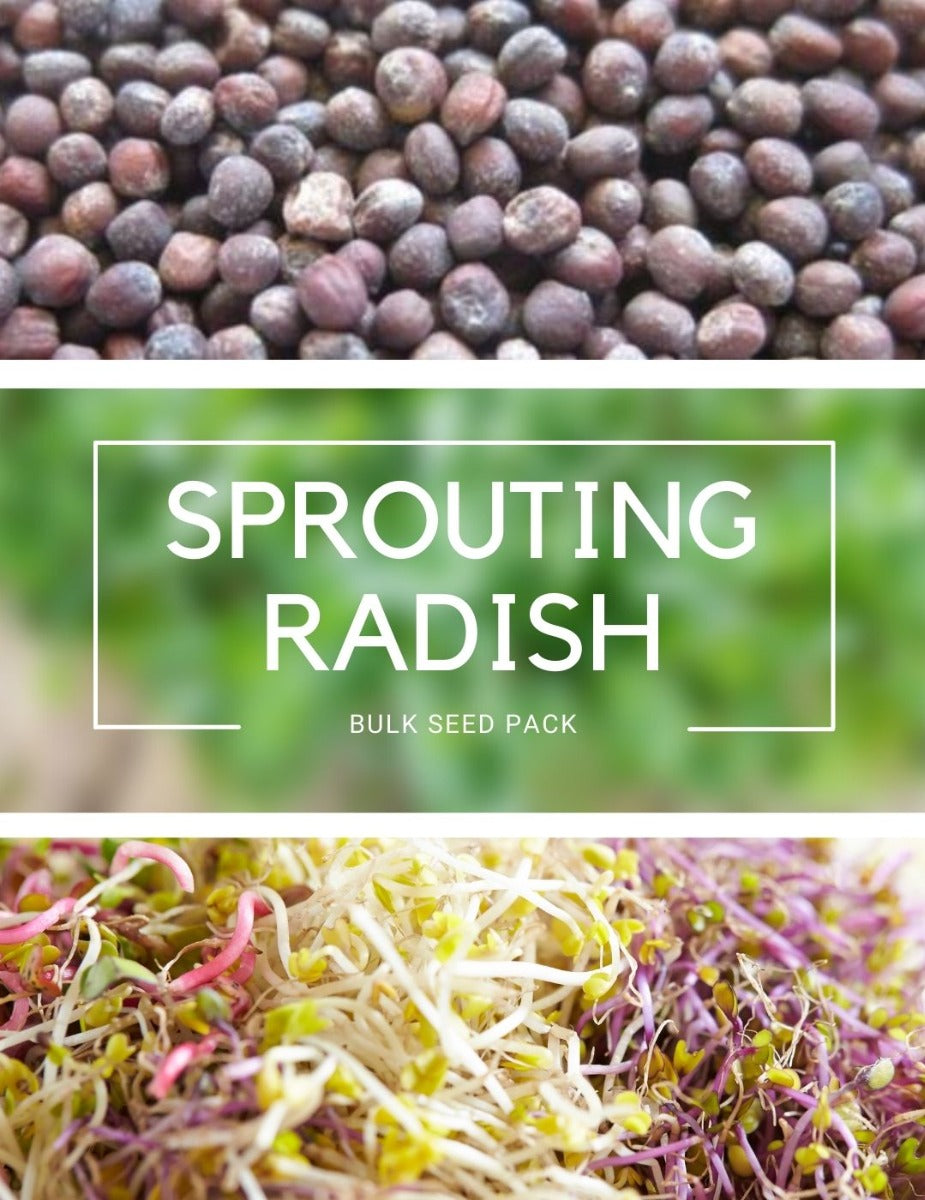 Sprouting Radish - Sprouting BULK BAG