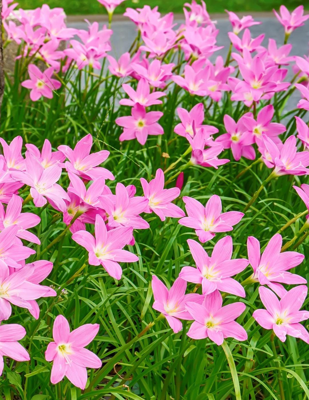 Storm Lily - Pink (season: Winter)