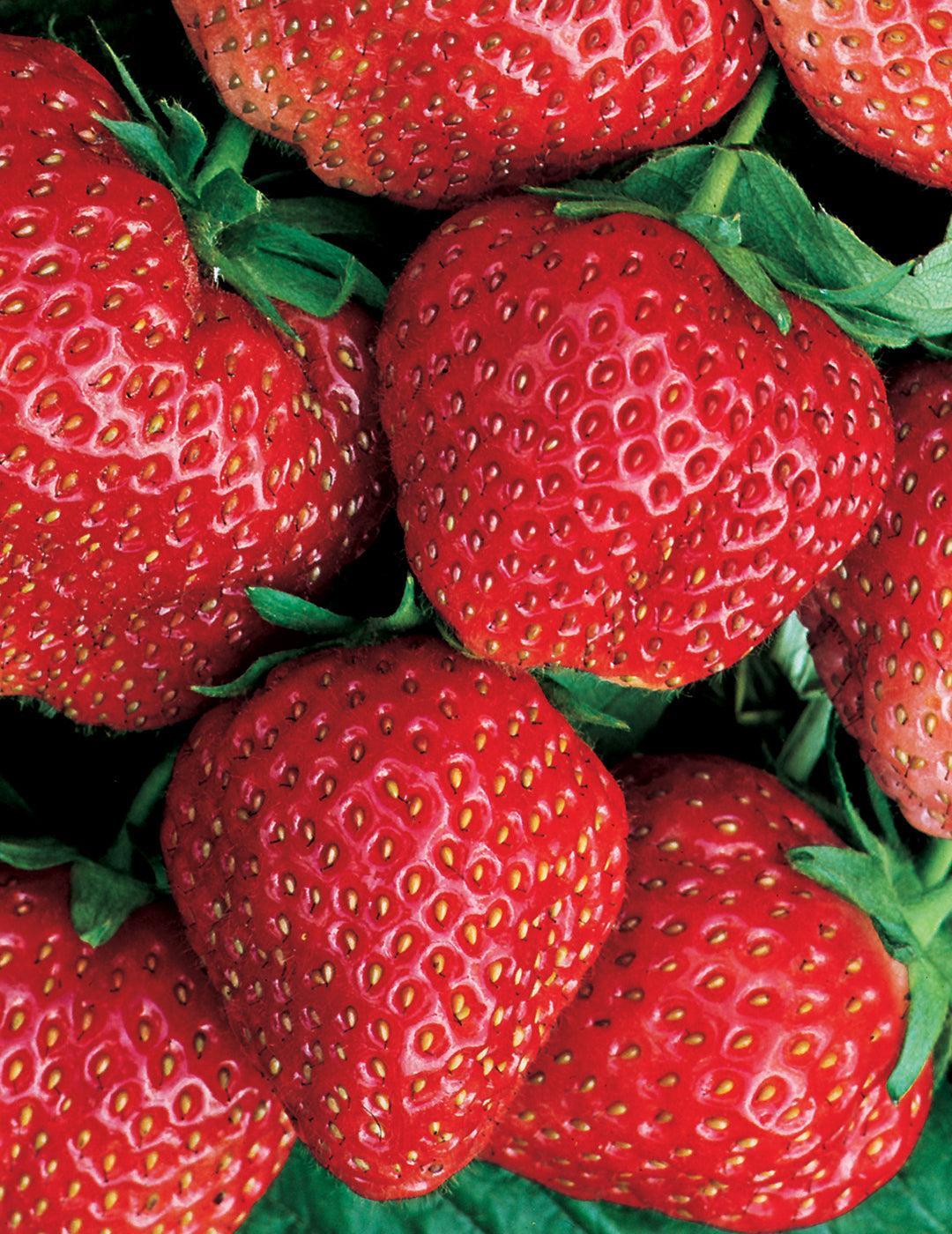 Strawberry Red Gauntlet (Crowns)