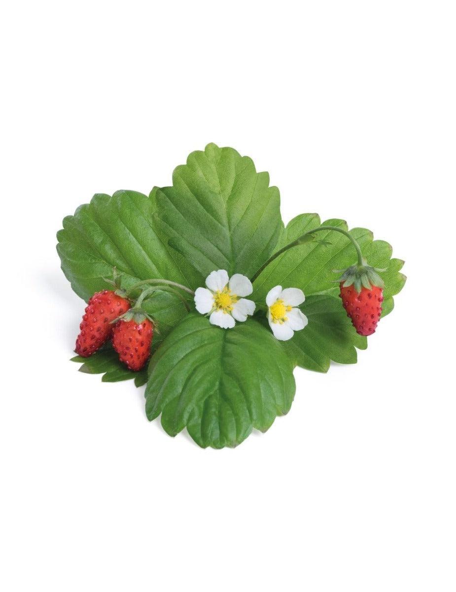 Véritable® Seed Lingot® - Strawberry Wild Red