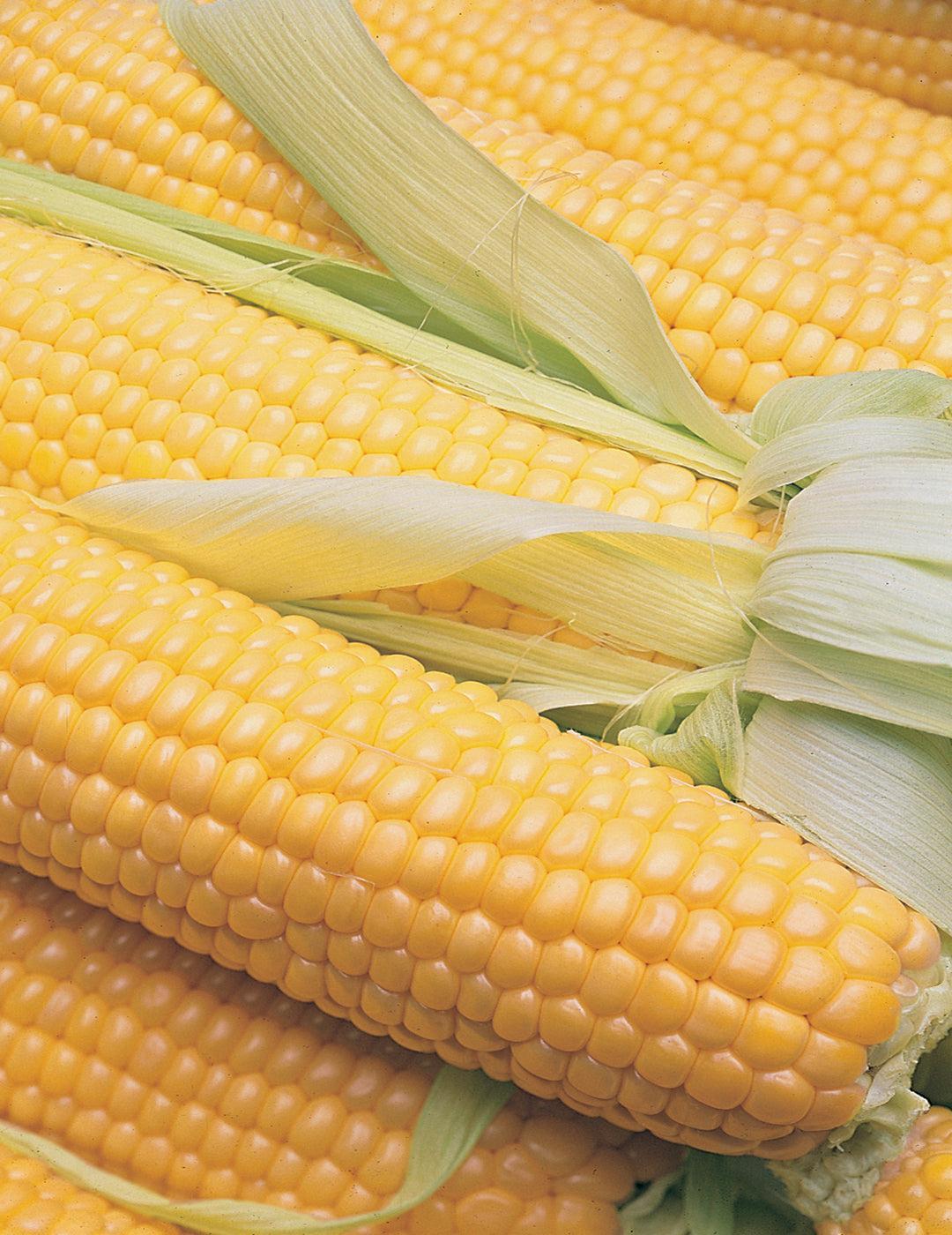 Sweet Corn Terrific F1 - BULK BAG