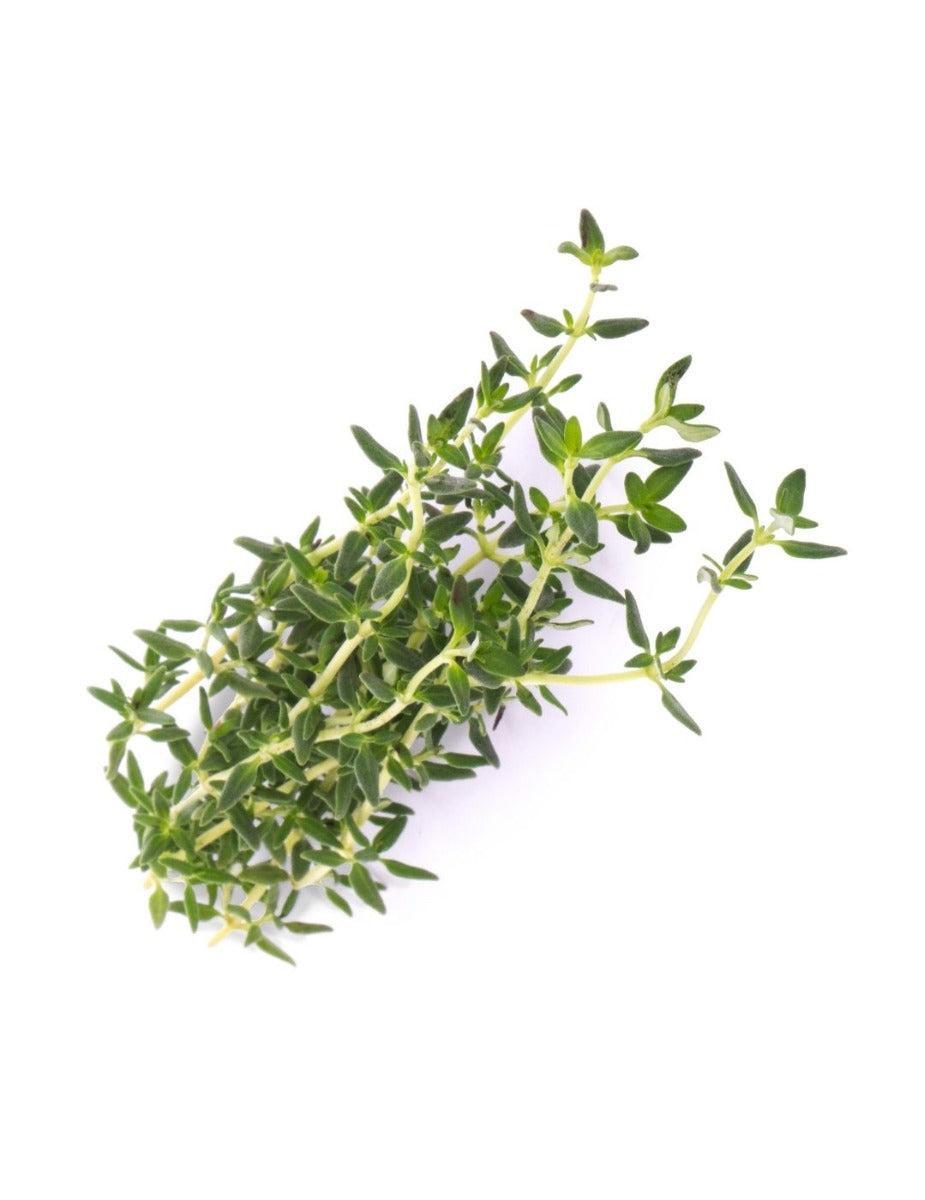 Véritable® Seed Lingot® - Thyme