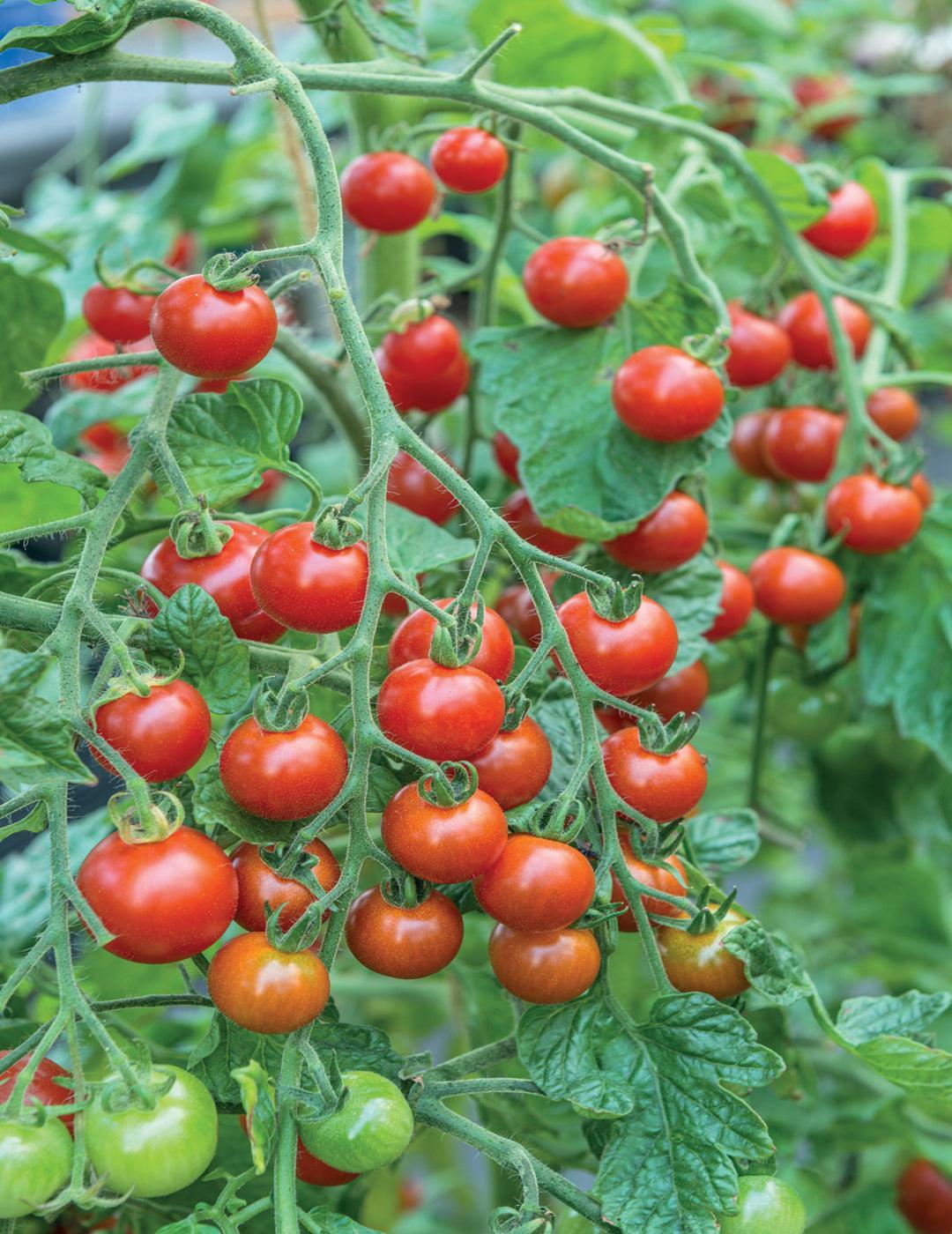 Tomato Sweet Million F1