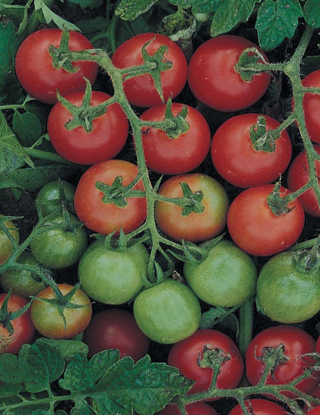 Tommy Toe Heirloom Tomato