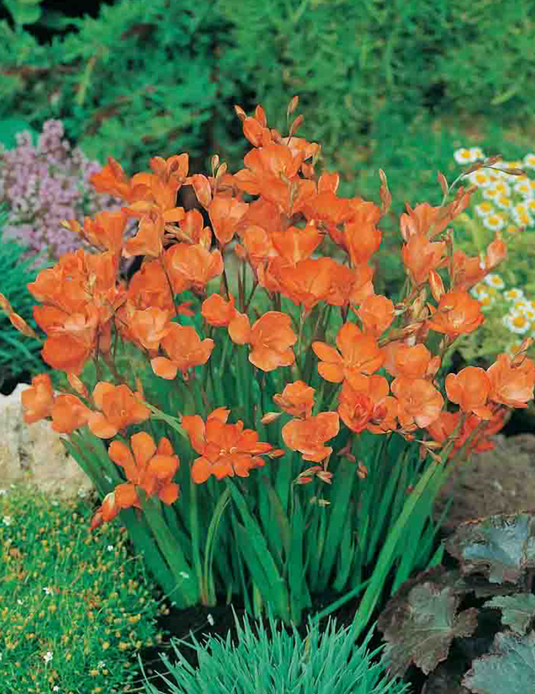 Tritonia Blazing Star