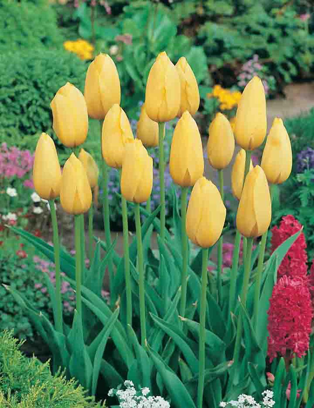 Tulip Big Smile Bulbs