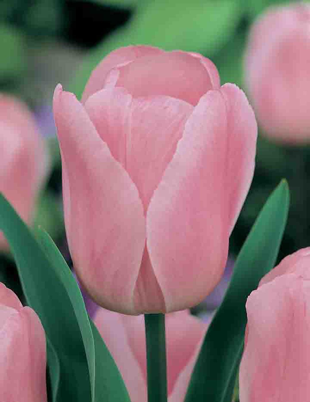 Tulip Pink Rosalie