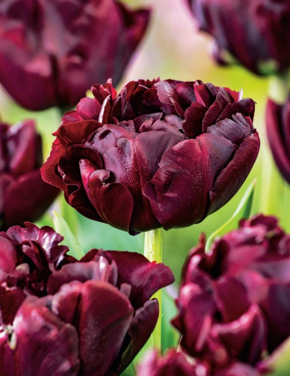 Tulip Palmyra