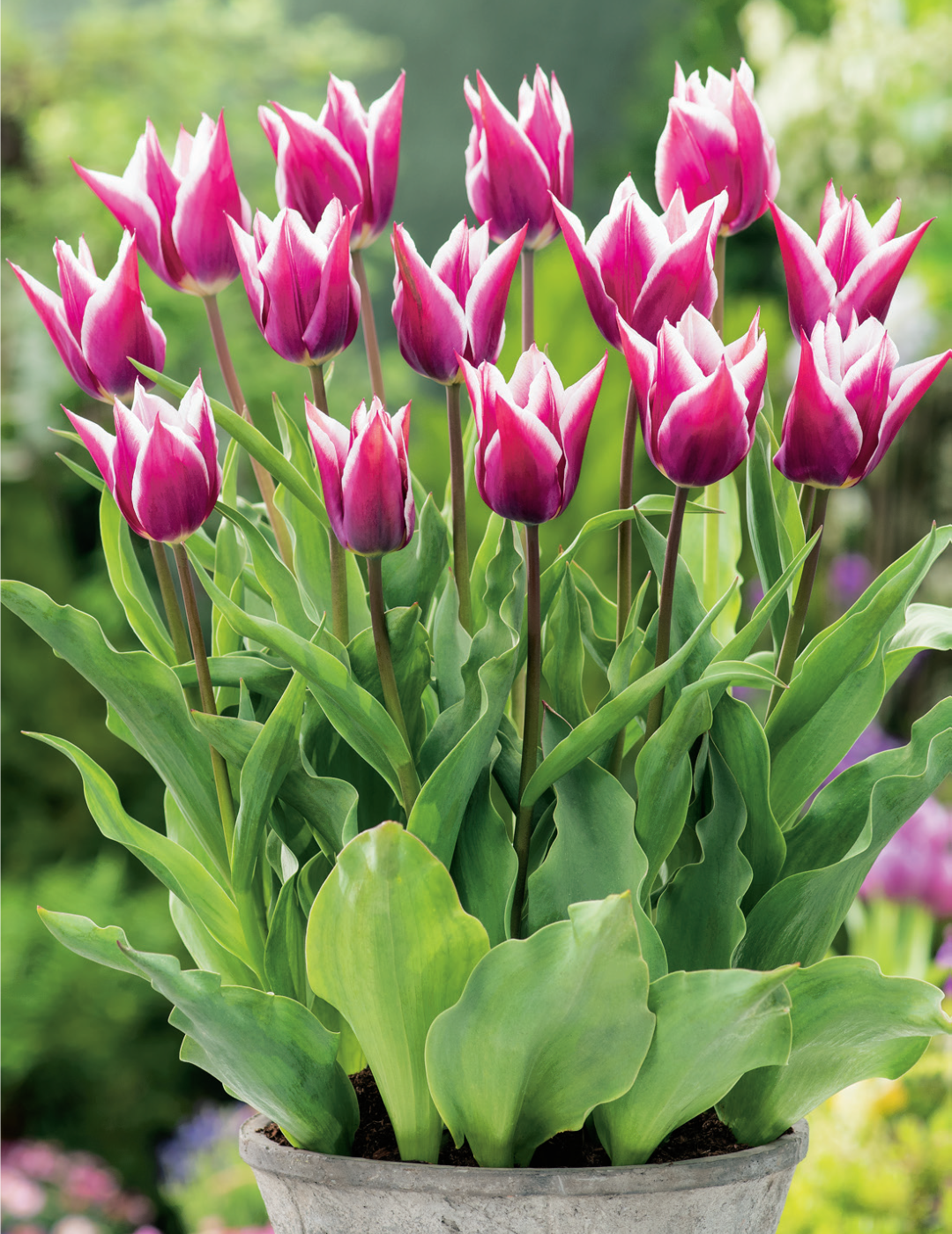 Tulip Claudia Bulbs
