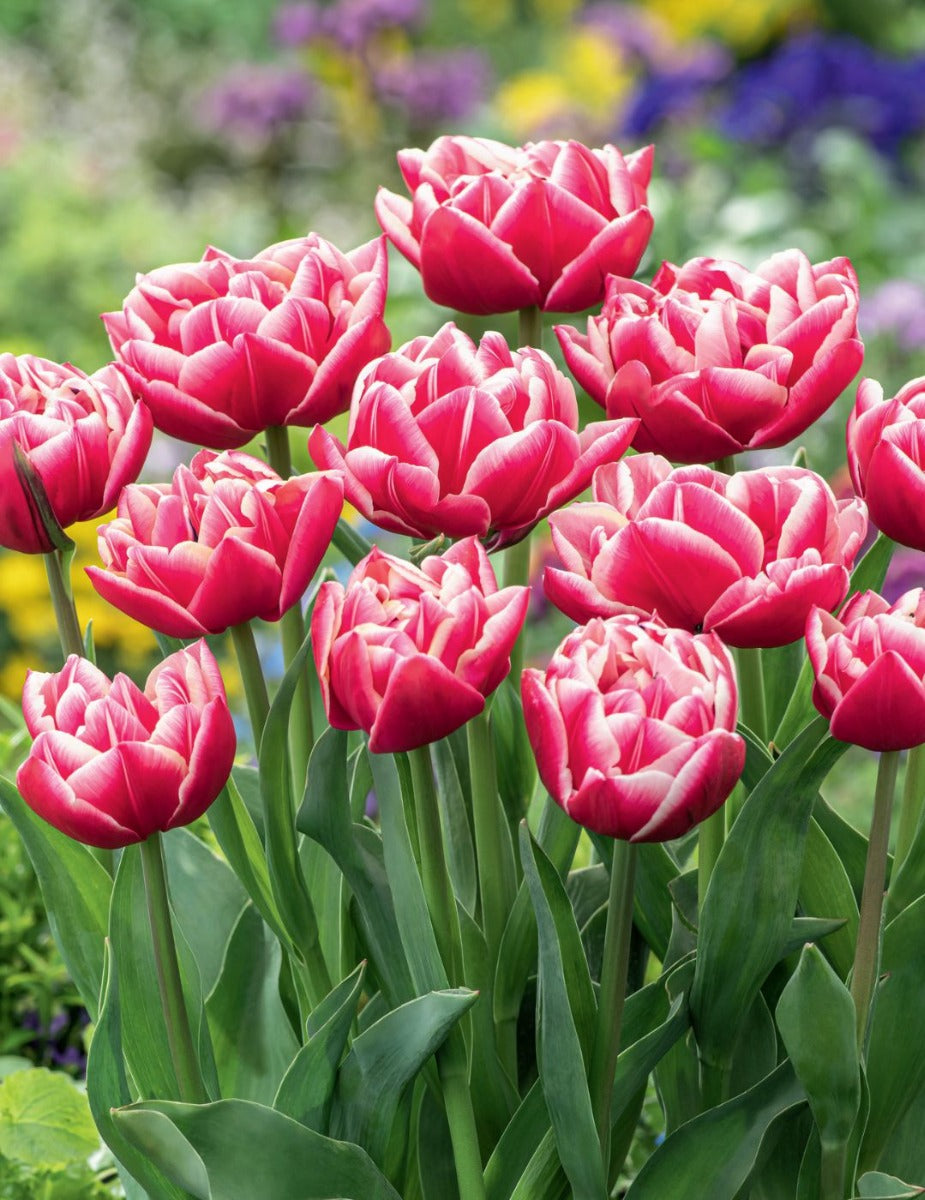 Tulip Columbus