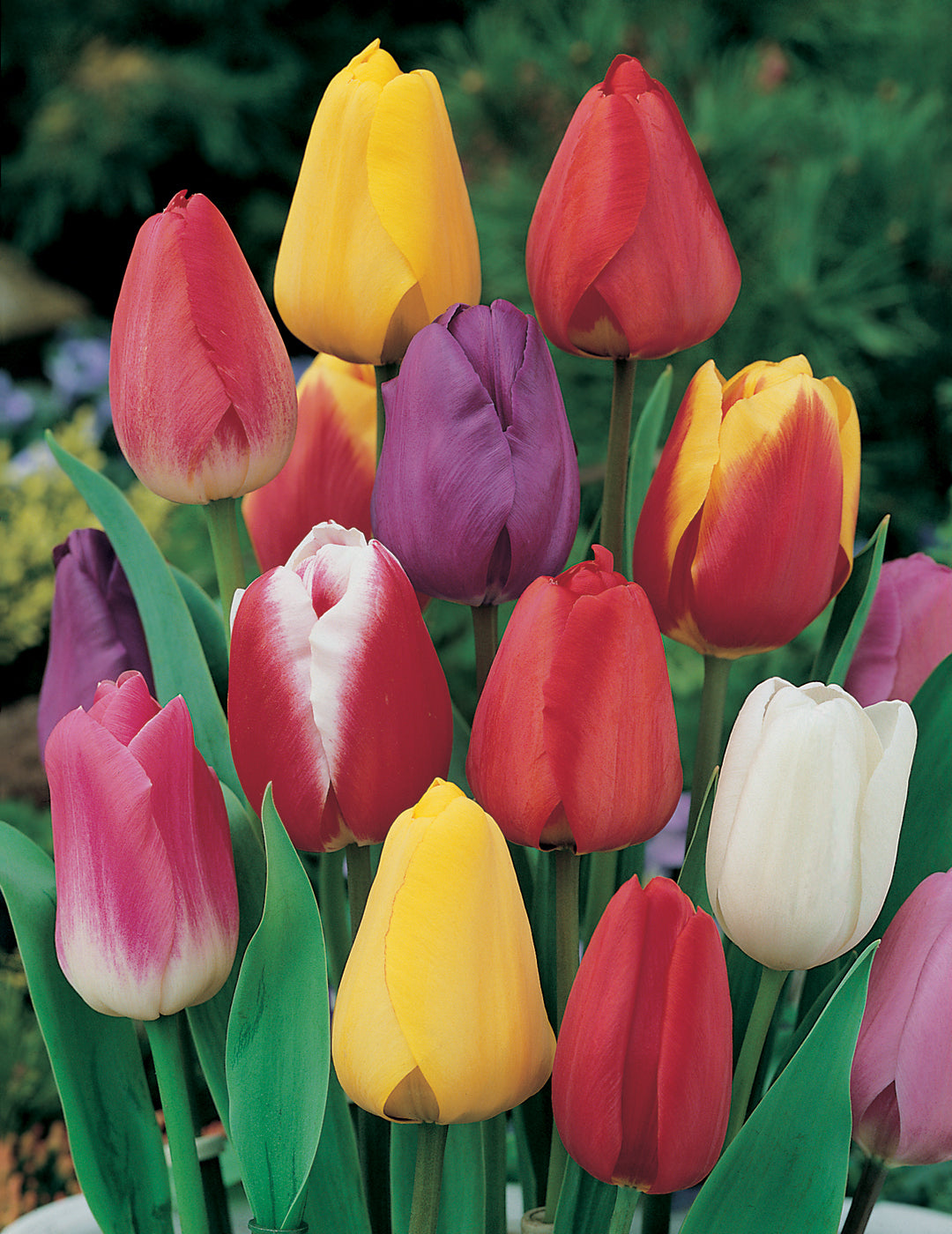 Tulip Mixed Colours