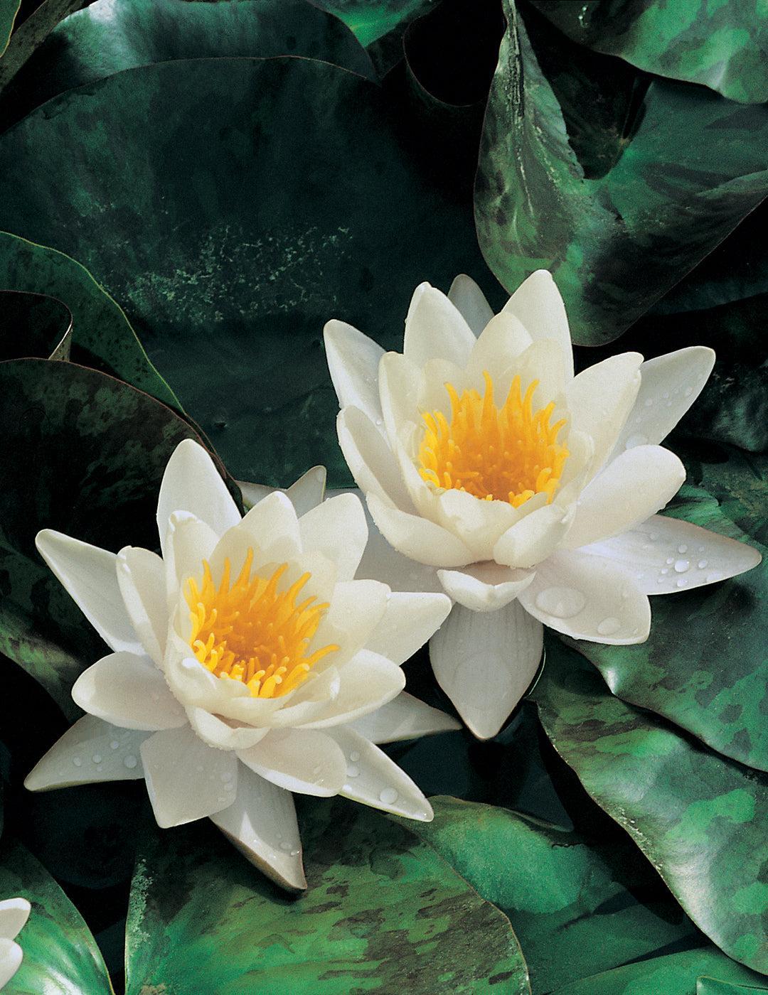 Water Lily Hermine Bulb (Season: Aug-Sep)
