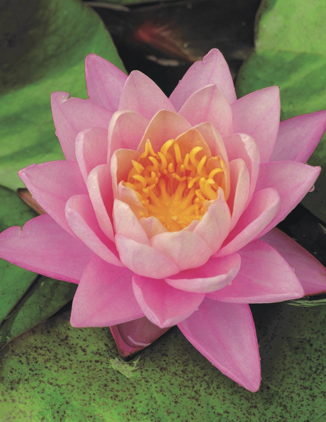 Water Lily Norma Geyde Bulb (season: Aug-Sep) NOT WA