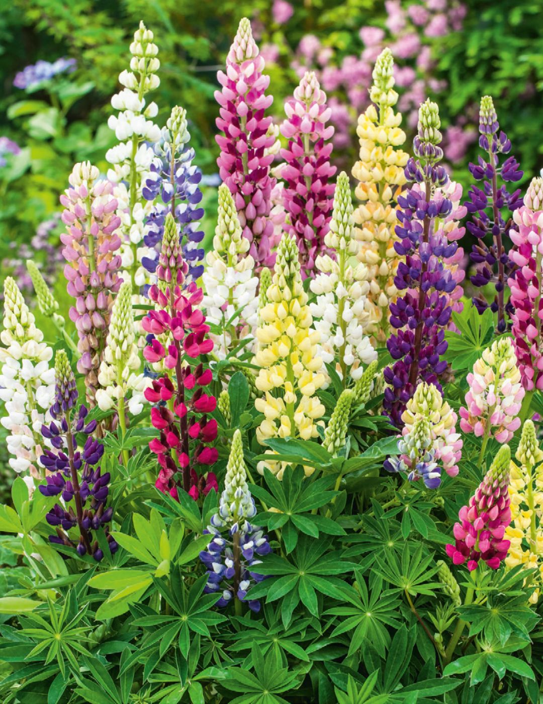 Lupin Seeds Gallery Mix - NOT AVAILABLE TO TAS