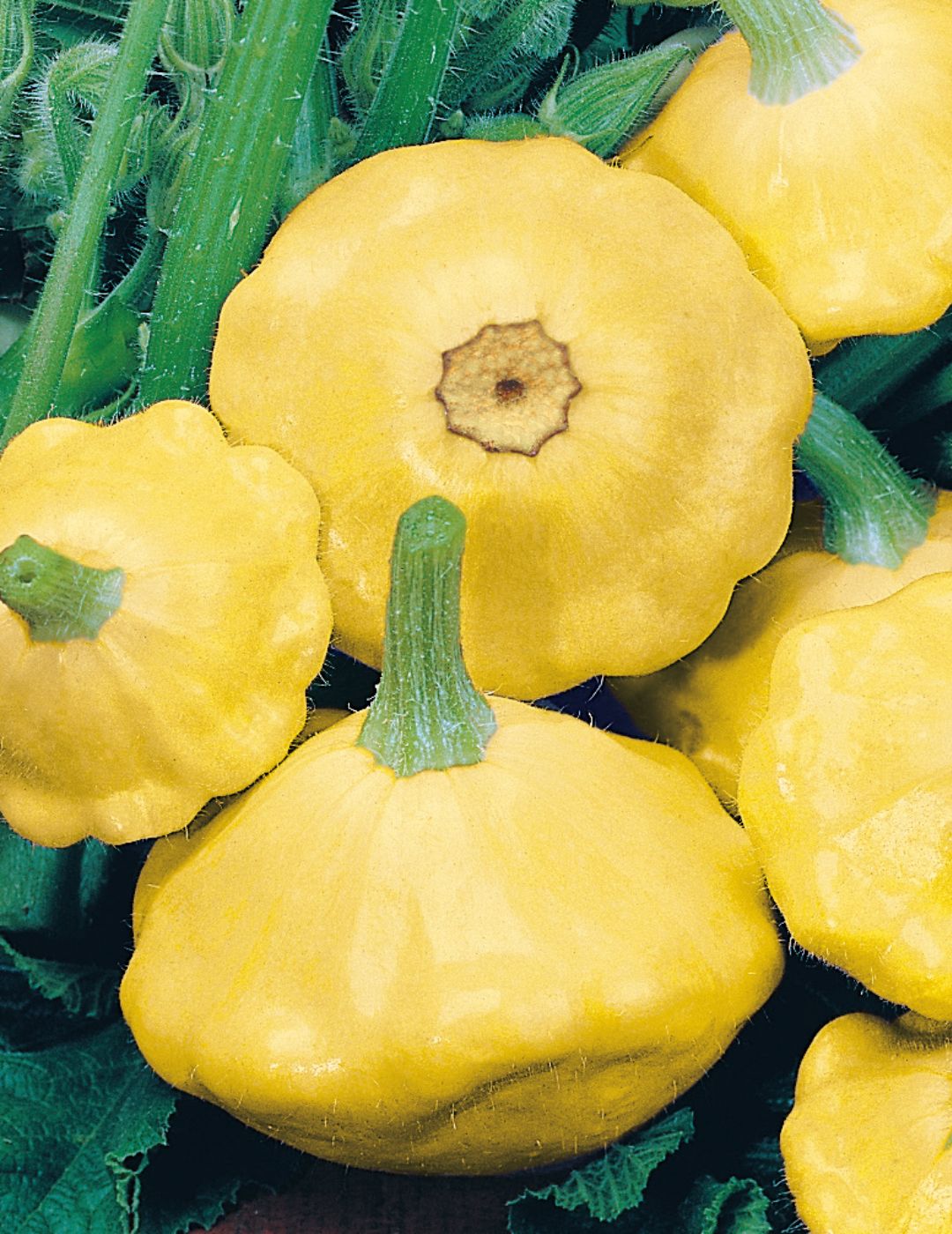 Yellow Scallop Squash Seeds