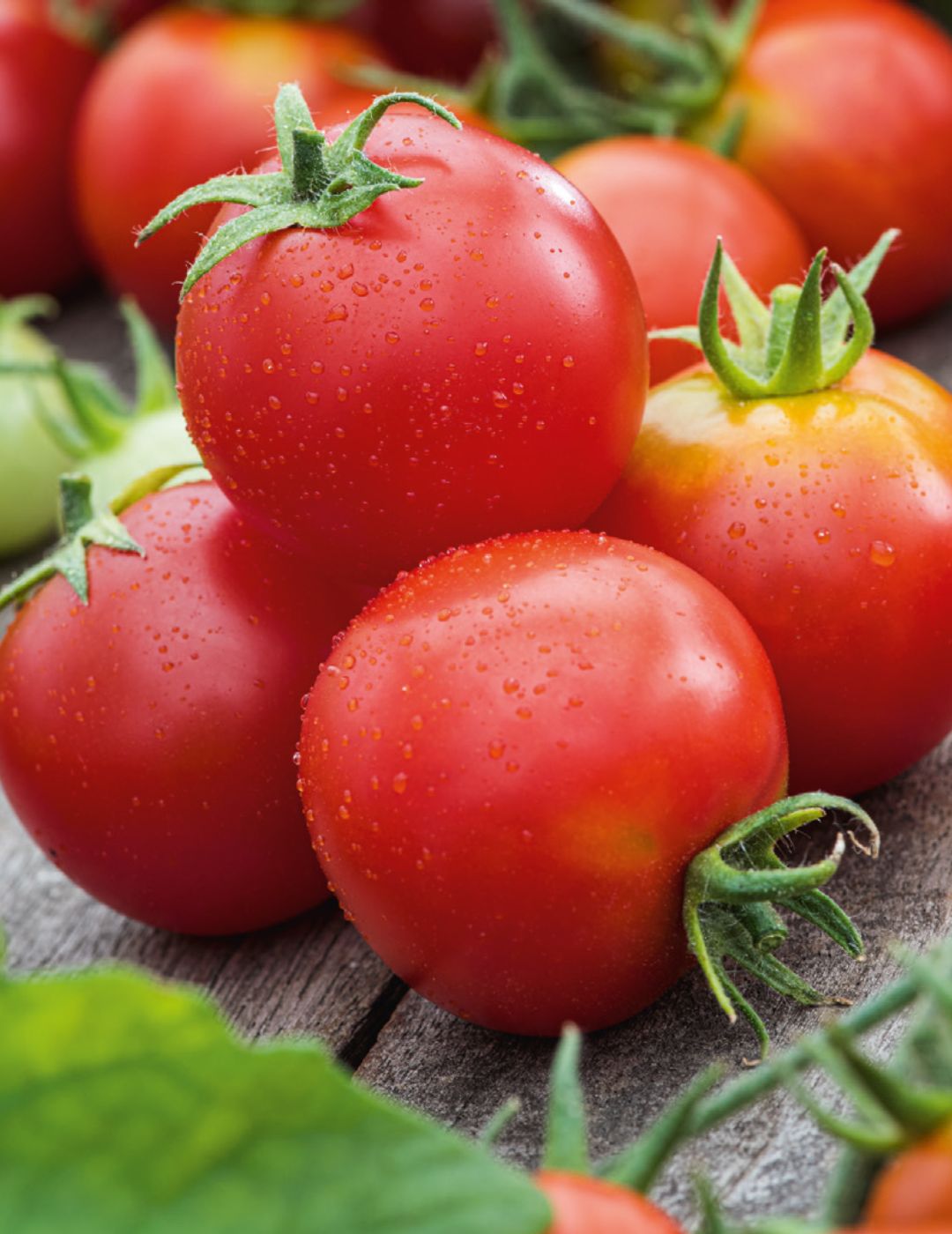 Tomato Siberian