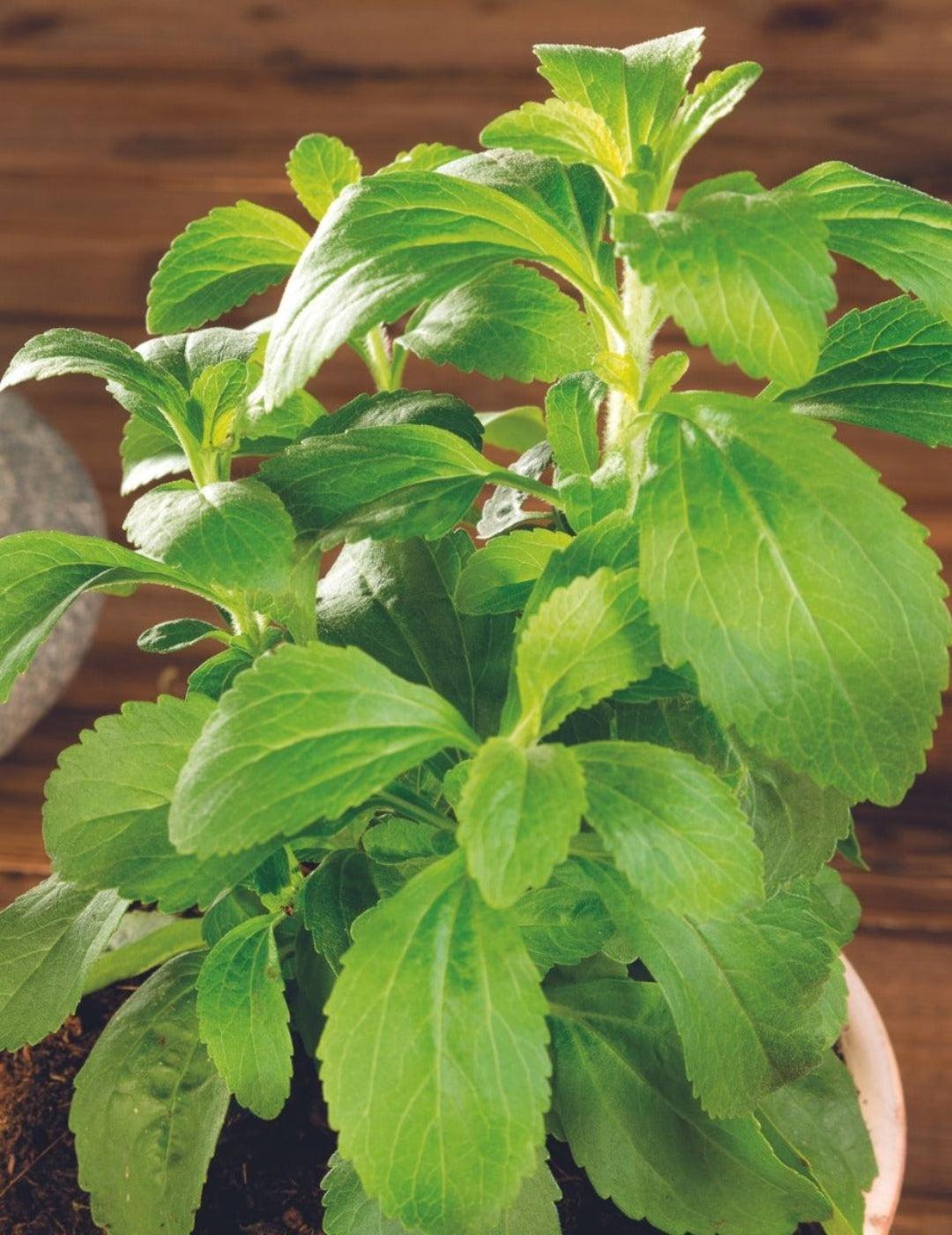 Stevia Sweetleaf