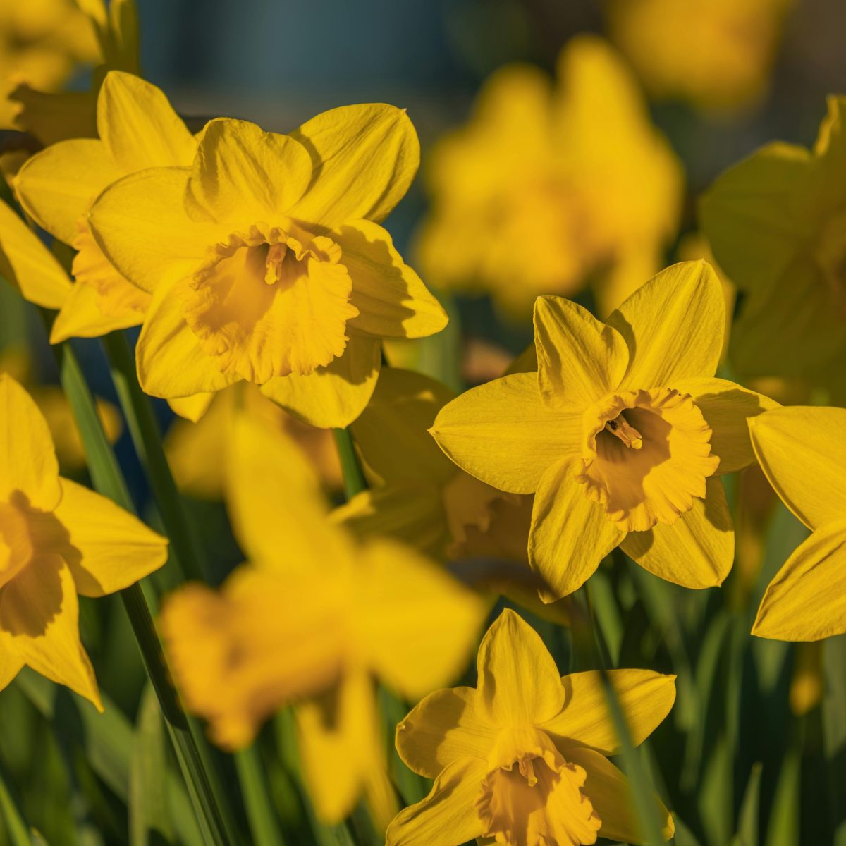 Best Flower Bulbs to Plant in April