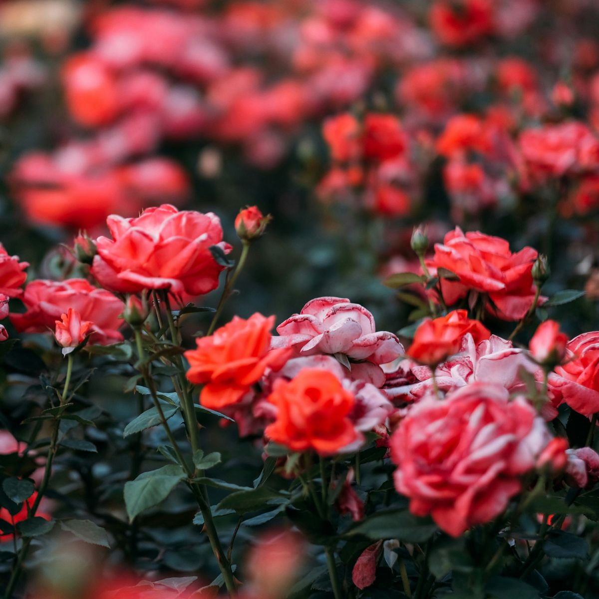 How to Grow Roses in Australia