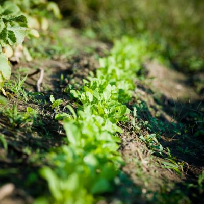 Your Guide To Growing Smarter And Harvesting Longer