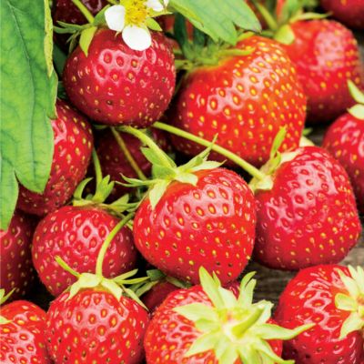 How To Grow Strawberries