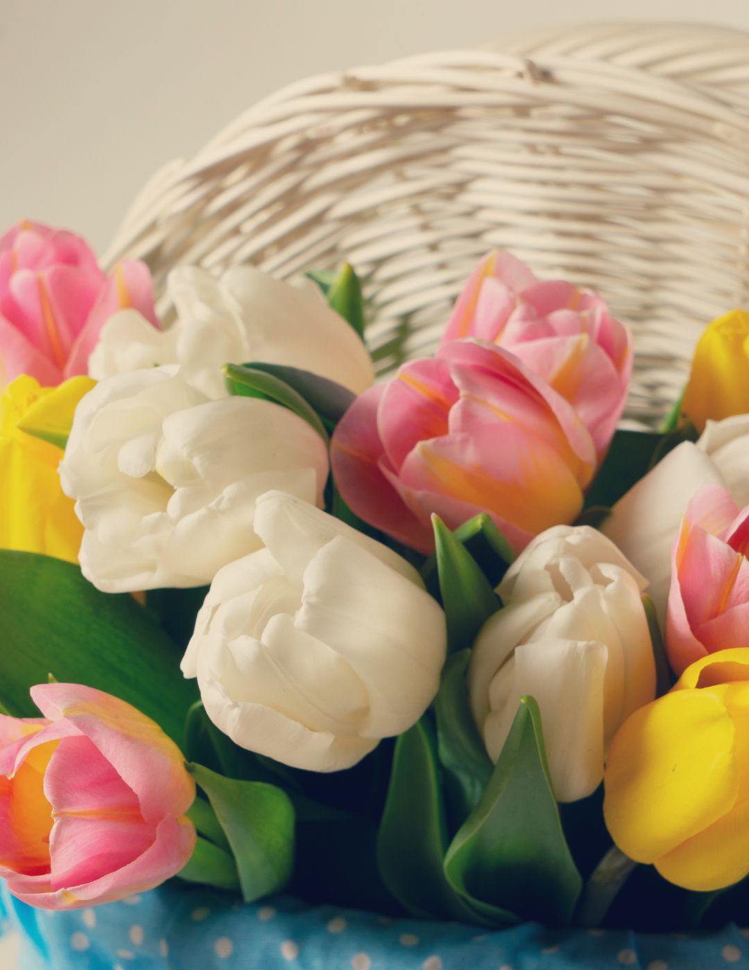 How to Grow Tulips