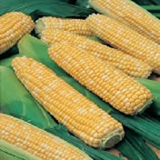 How to Grow Sweet Corn