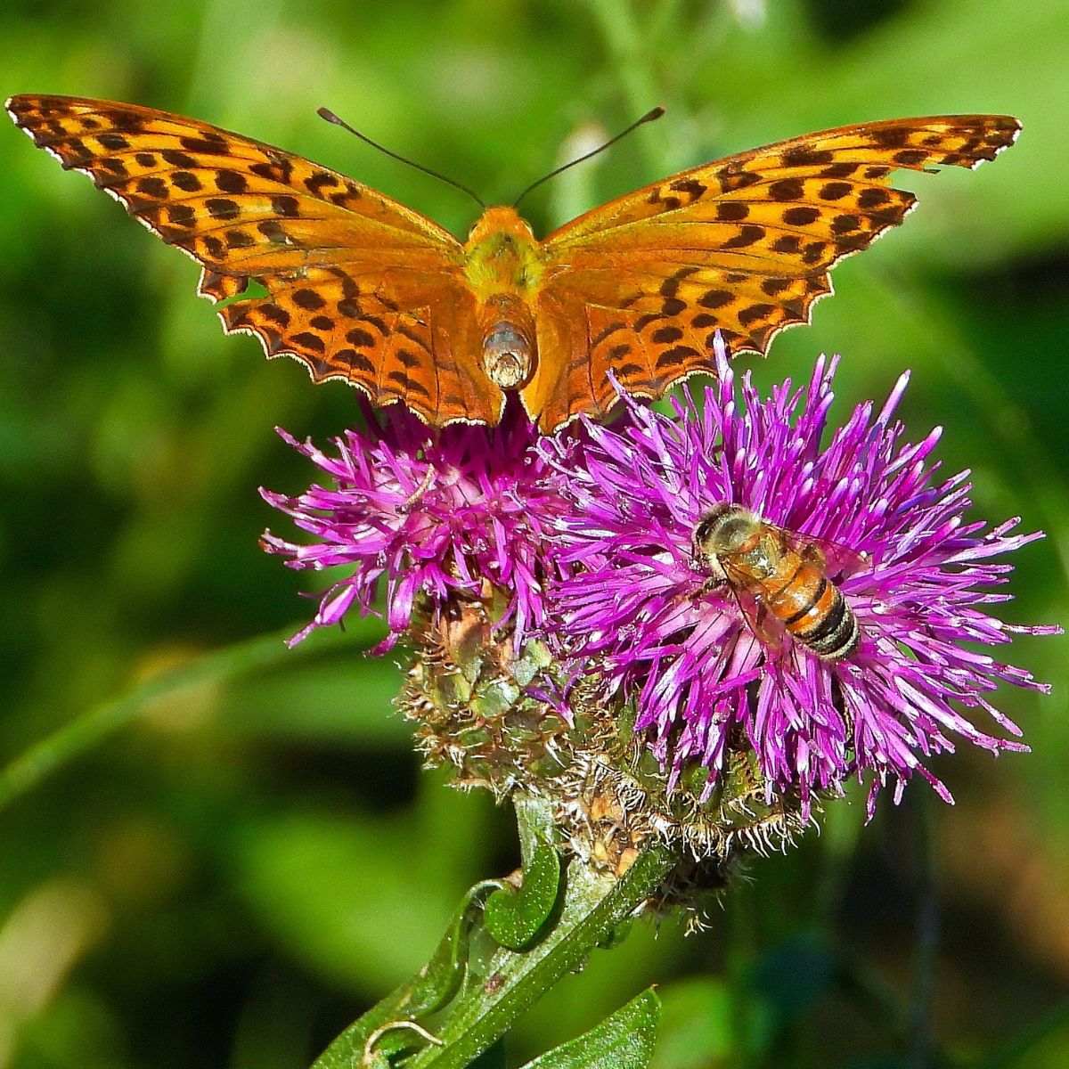 Designing a Pollinator Garden