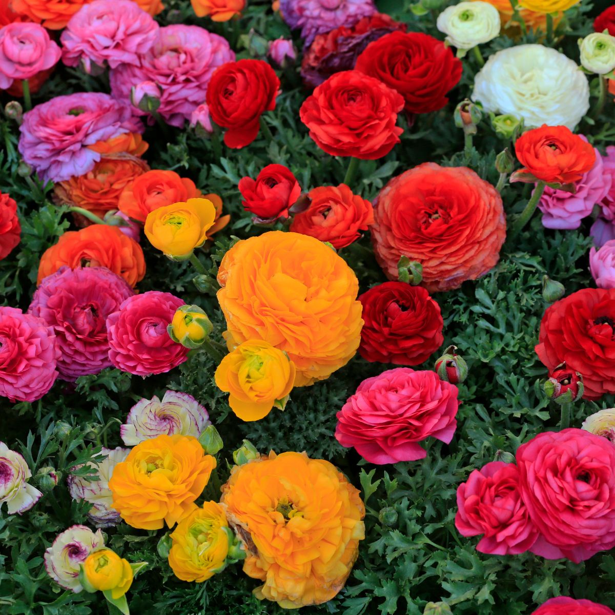 How to Grow Ranunculus