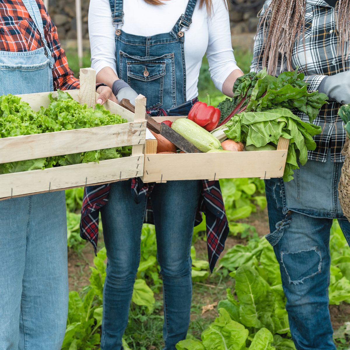 Your Guide To Growing Smarter And Harvesting Longer