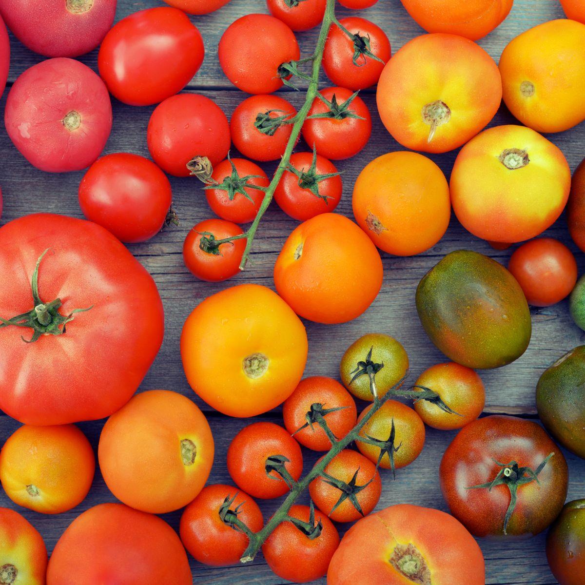 Exploring the Different Types of Tomatoes