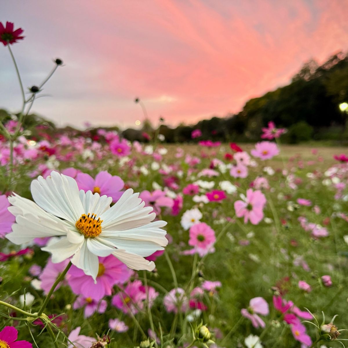 Speedy Sowing Spring Flowers!