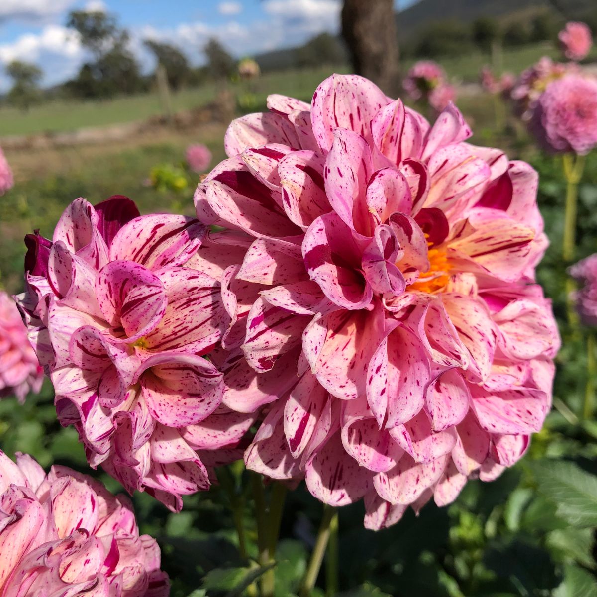 Unlock Your Dahlias Best Blooms