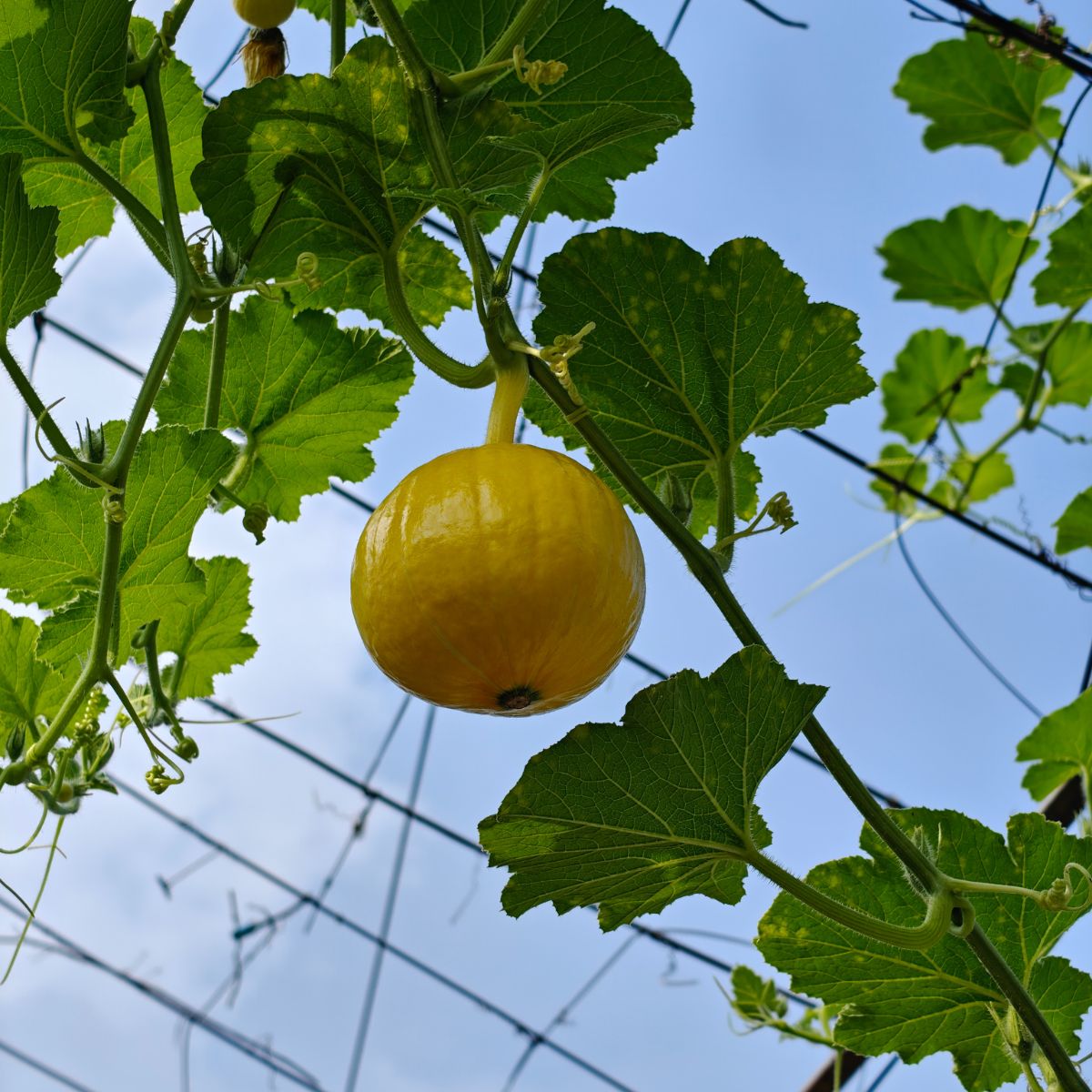 How to Grow Trailing Vegetables in Small Spaces