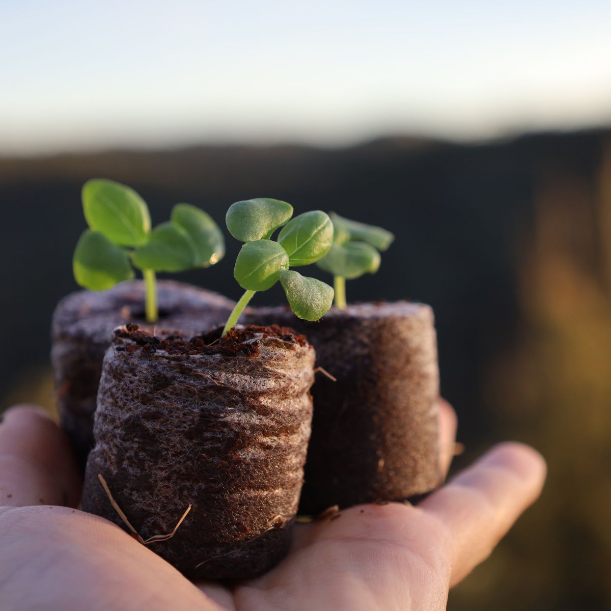 Transplanting 101: The Beginner’s Guide