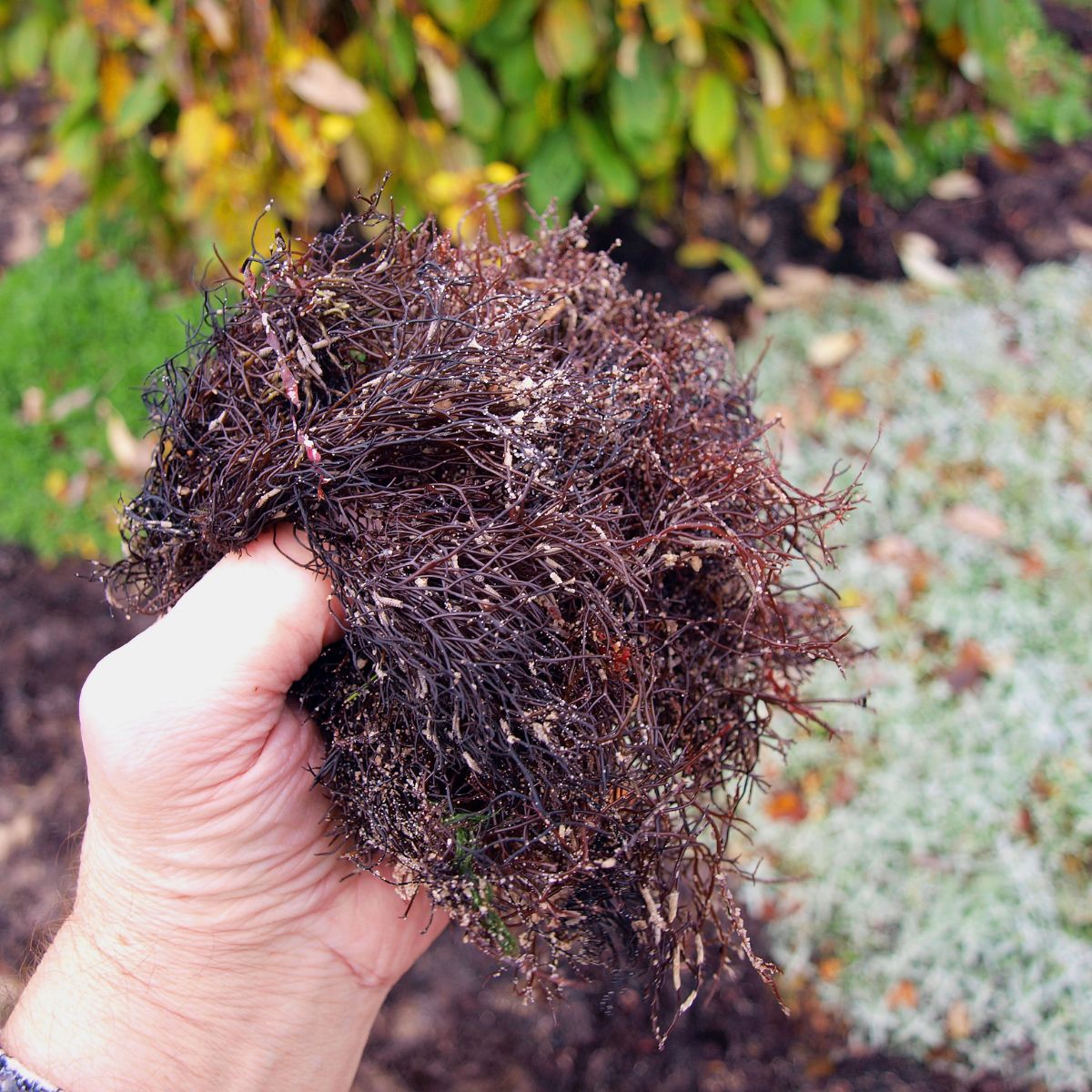 Meet Your Garden’s Favourite Plant Tonic