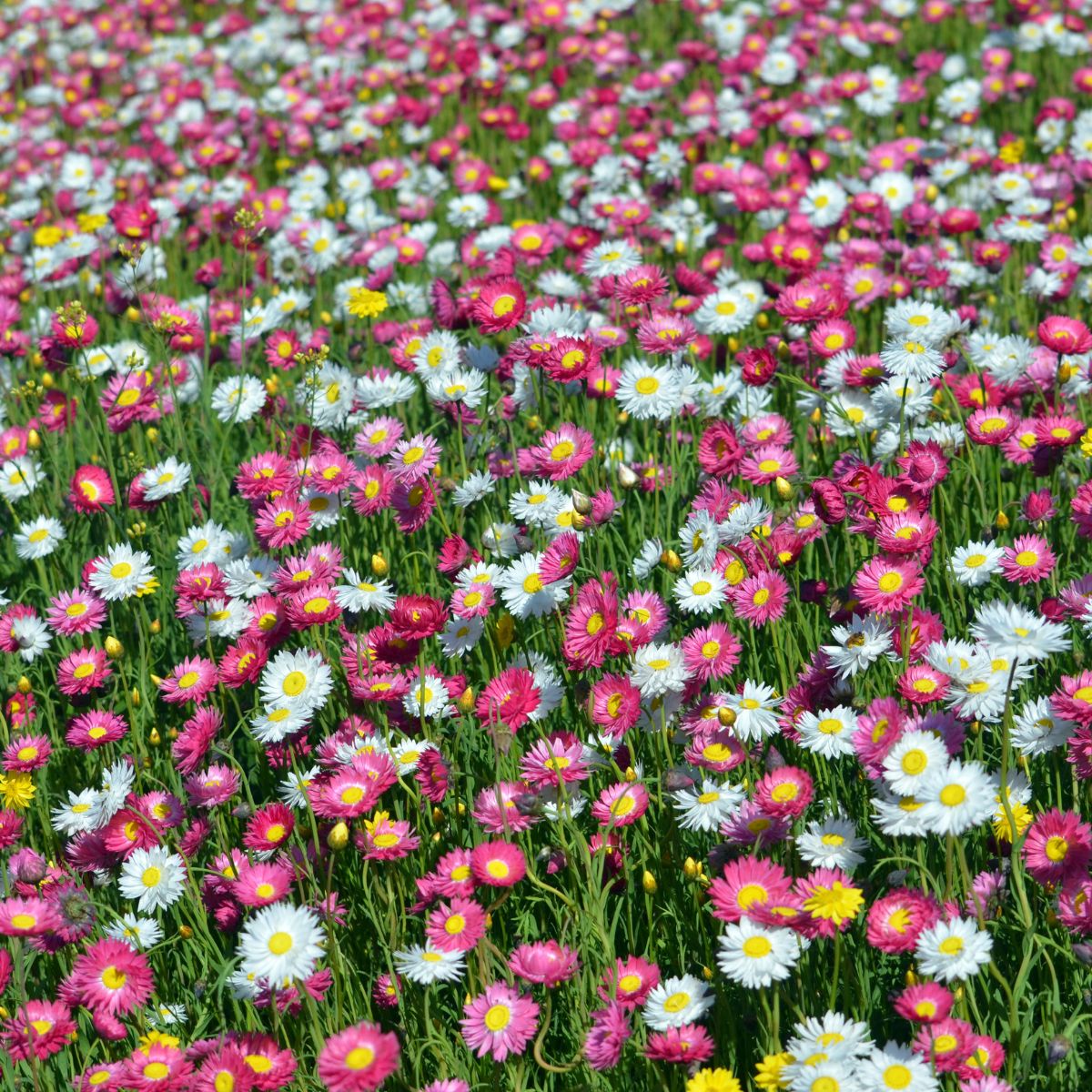 Everlasting Daises Galore!