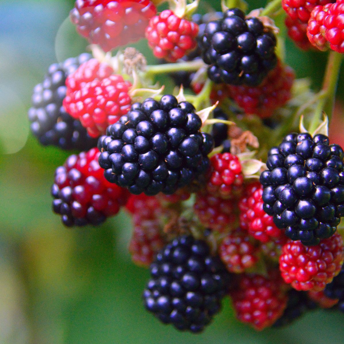 Exploring the Different Types of Berry Canes