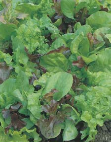 Salad Seeds