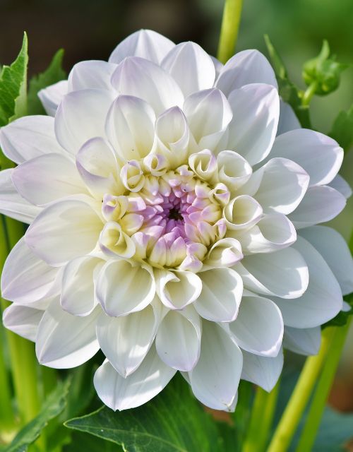 Dahlia Seeds