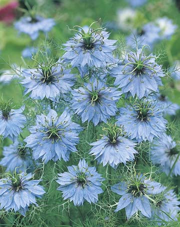 Nigella Love In A Mist Seeds Mr Fothergill s
