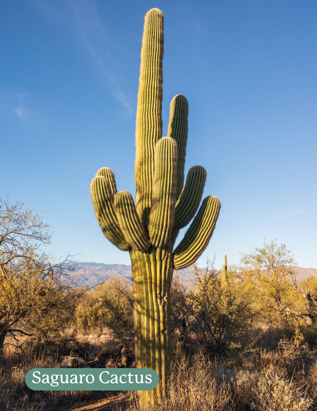 Cactus Mix