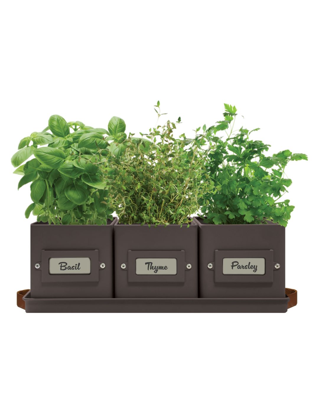 Kitchen Herb Grow Kit