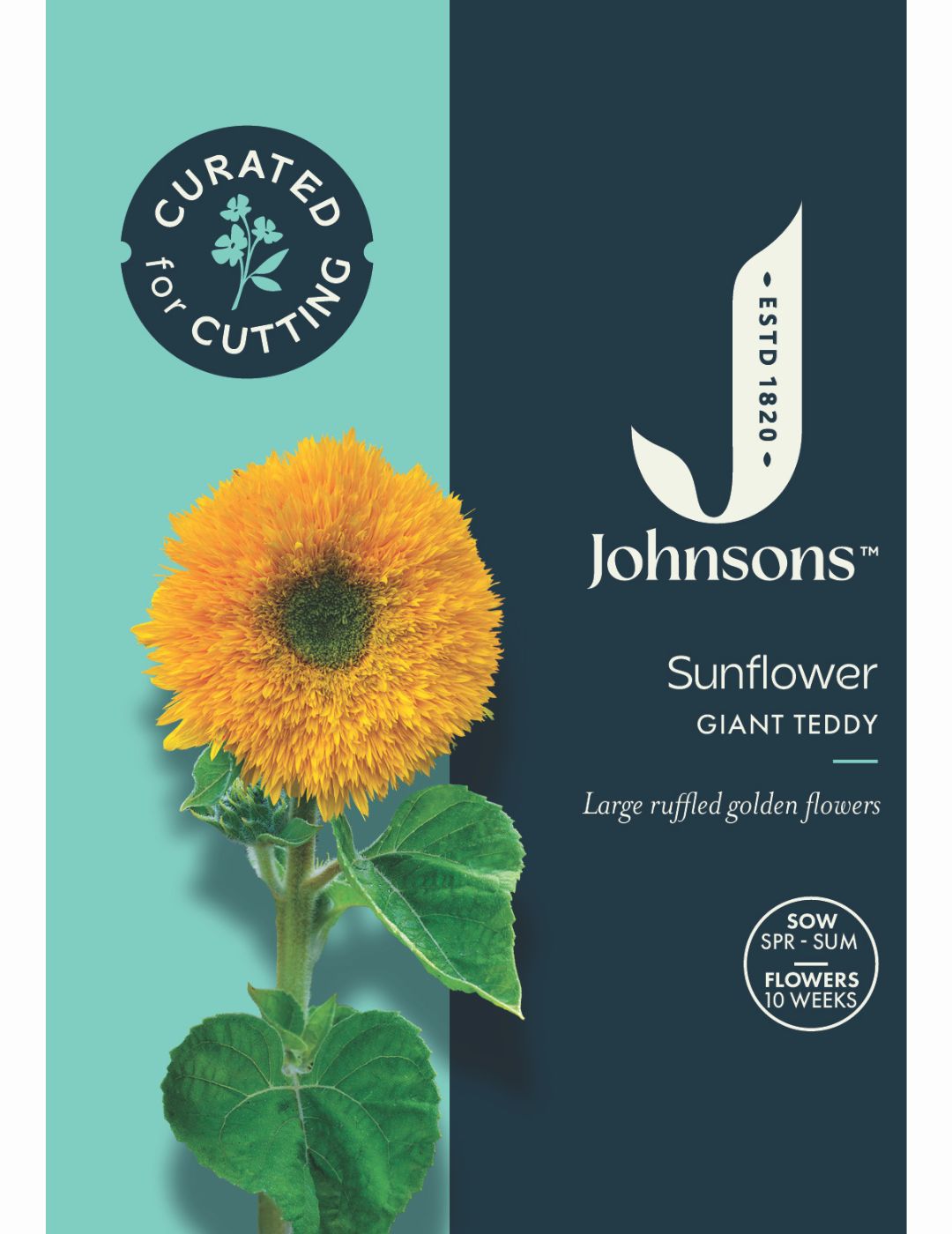 Sunflower Giant Teddybear Seeds