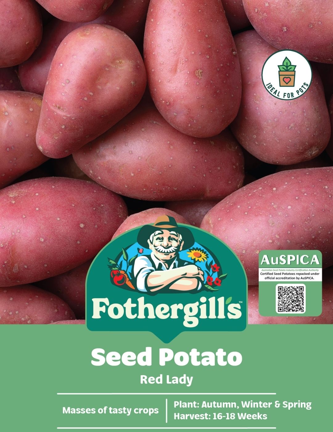 Potato Red Lady 500g Bag