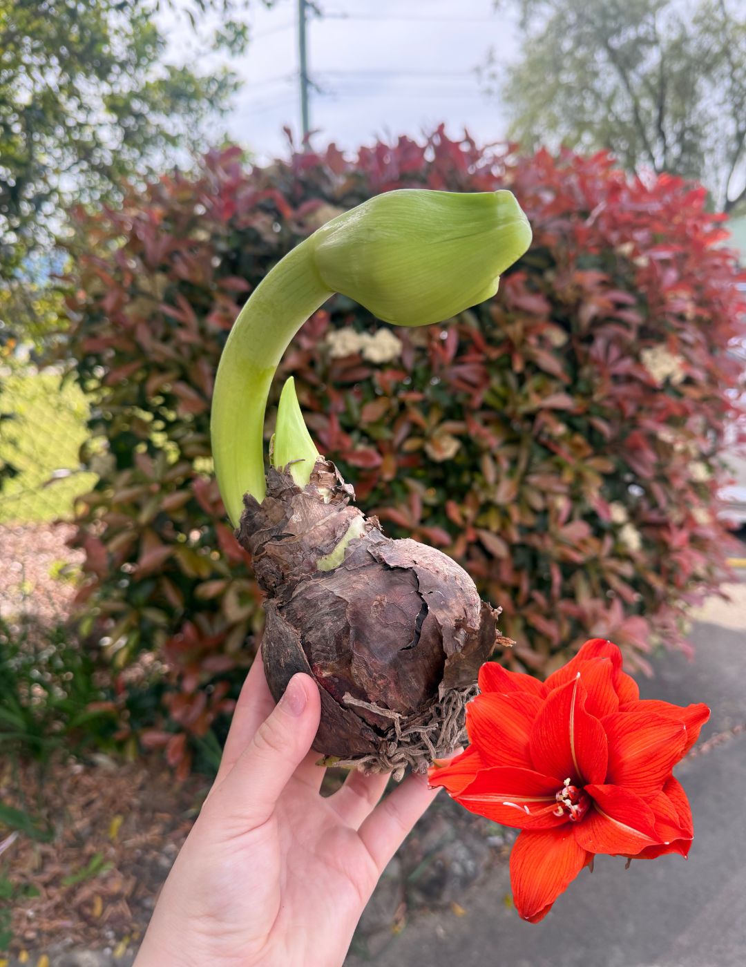 Hippeastrum Double Celica (Aug-Sep Season)